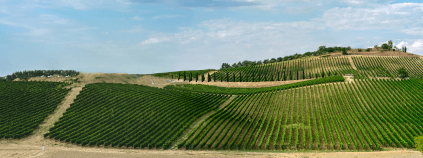 Vinohrady pri Montepulciane