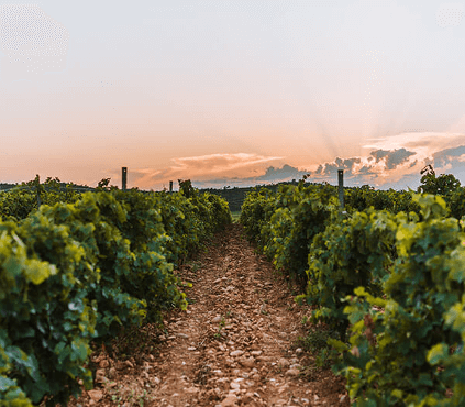 terroir bertrand