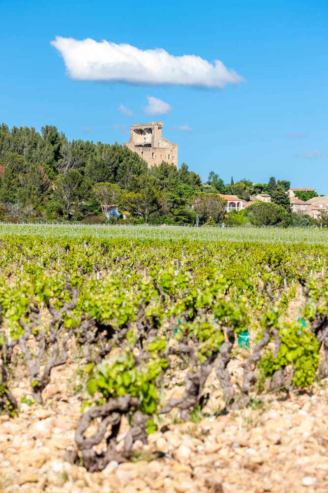 Hrozno pri Châteauneuf-du-Pape Hrozno pri Châteauneuf-du-Pape