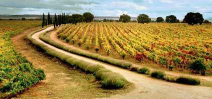 Vinohrady v Marqués de Griñón Vinohrady v Marqués de Griñón