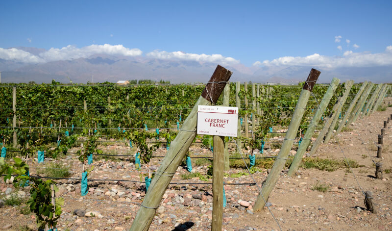 Bodega Gimenez Riili Cabernet Franc viniče