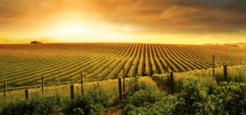 Pohľad na vinice Finca Los Trenzones Pohľad na vinice Finca Los Trenzones