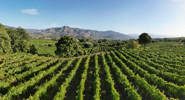 Rosé z celého sveta a vo všetkých jeho podobách – uvítací balíček 6×