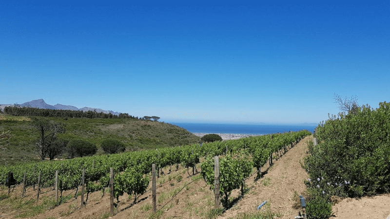 Vinice Waterkloof