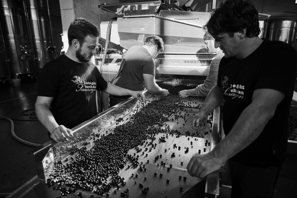 V lisovni vína Weingut Rings V lisovni vína Weingut Rings