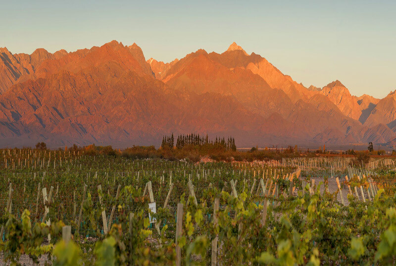 Bodega Gimenez Riili vinice Ánd a