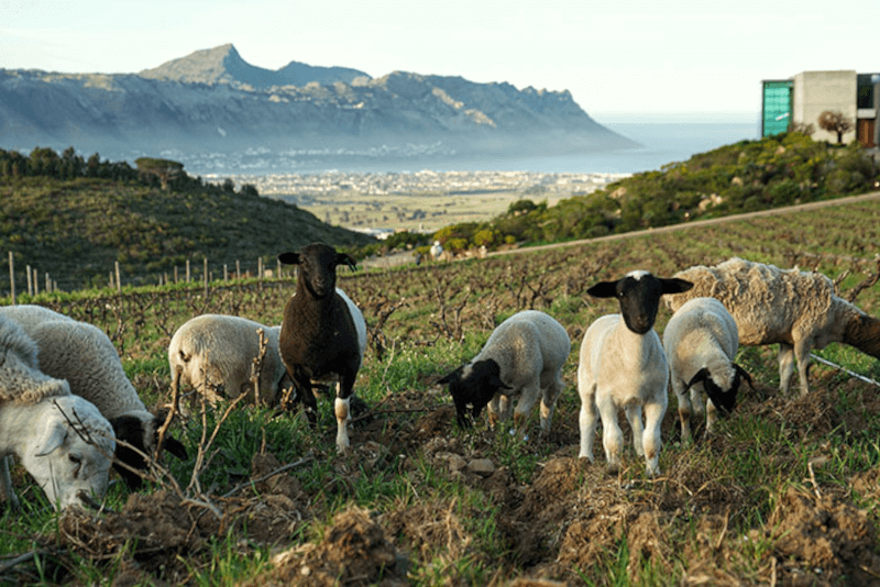 Vinice Waterkloof s ovcami