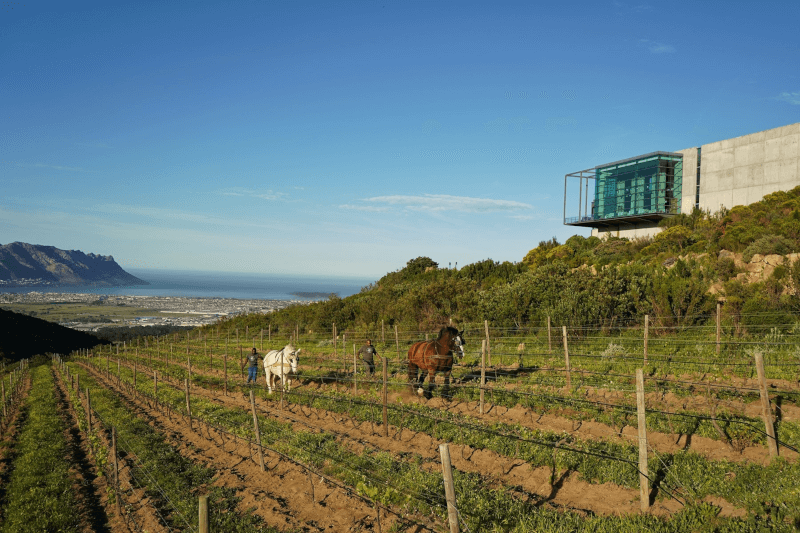 Úprava vinice Waterkloof