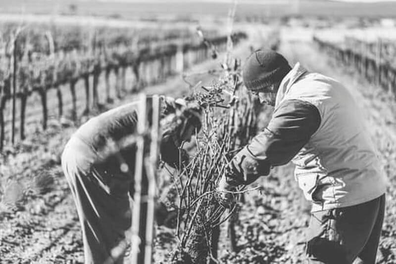 Rodinný podnik Bodegas Piqueras Rodinný podnik Bodegas Piqueras