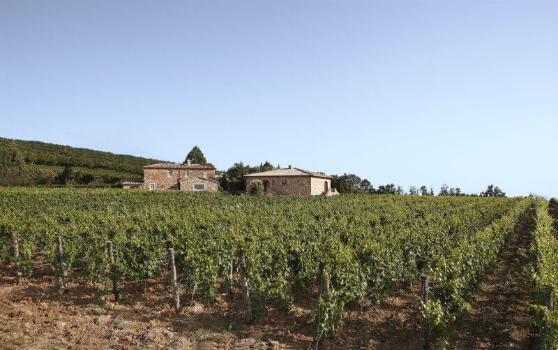 Vinohrad Tenuta le Potazzine Vinohrad Tenuta le Potazzine