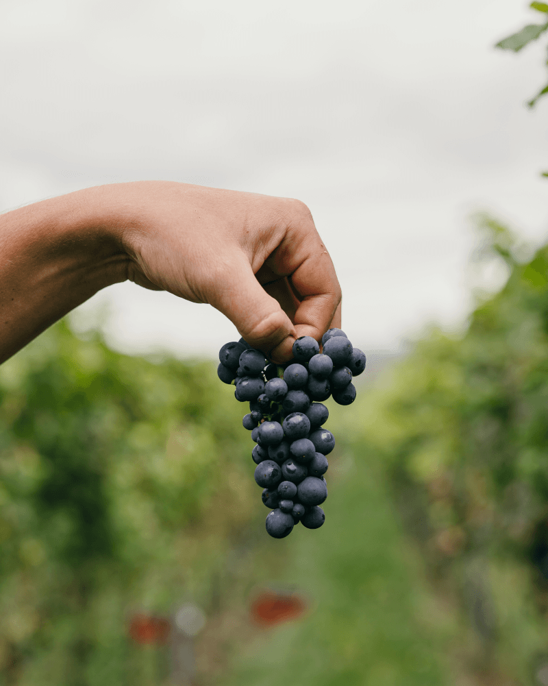 Hrozno Pinot Noir Oliver Zeter Hrozno Pinot Noir Oliver Zeter