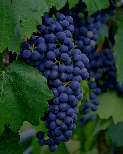 Hrozno Corvina Hrozno Corvina