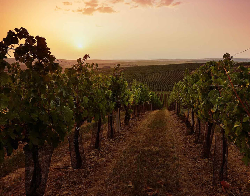 Vinohrady Cantine Gentili večer
