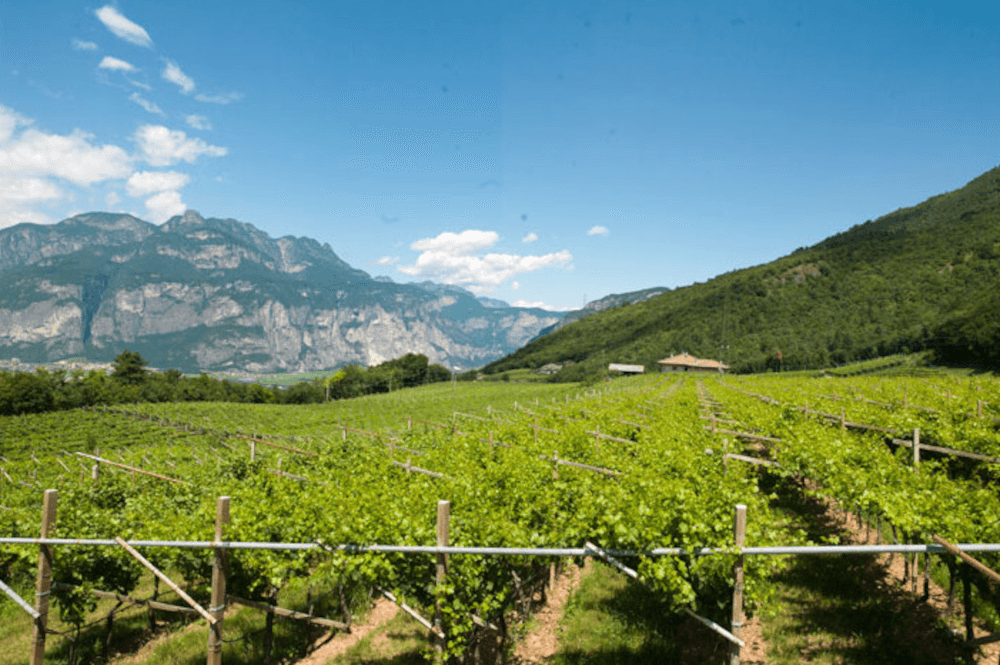 Monti Pallidi La Vis Vineyards Monti Pallidi La Vis Vineyards