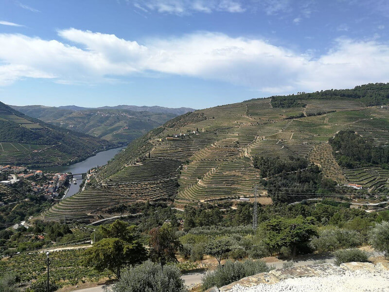 weingut-casal_dos_jordoes-weinberg