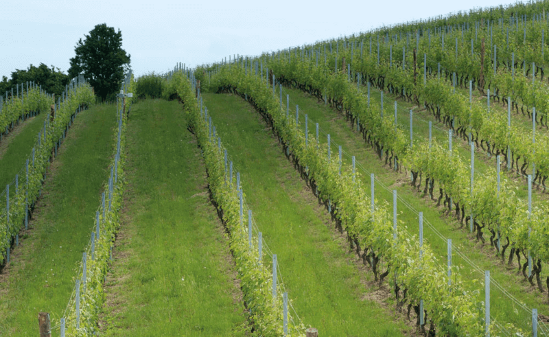 Zelené vinohrady na panstve Zelené vinohrady na panstve