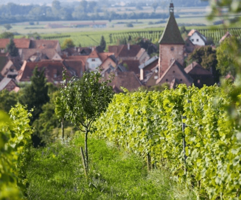 Domaine Marcel Deiss Vinársky svah