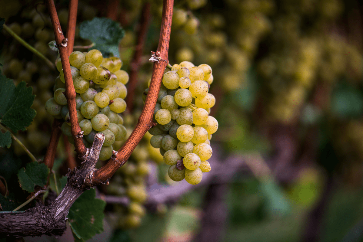 Semillon am Stock Semillon am Stock