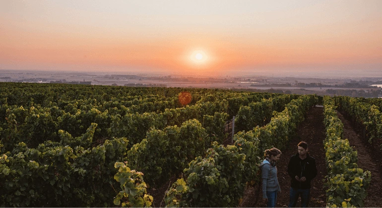 Rozmanitosť vinárstva Lisa Bunn - balíček na 6 ochutnávok