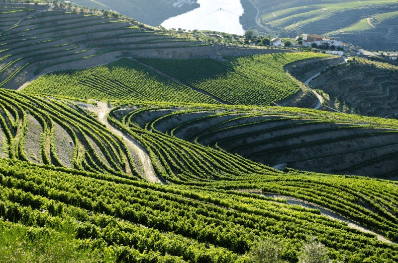 Vinice v údolí Douro