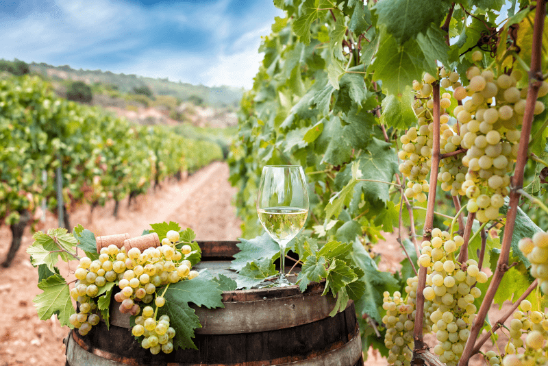 Vermentino vinič Vermentino vinič