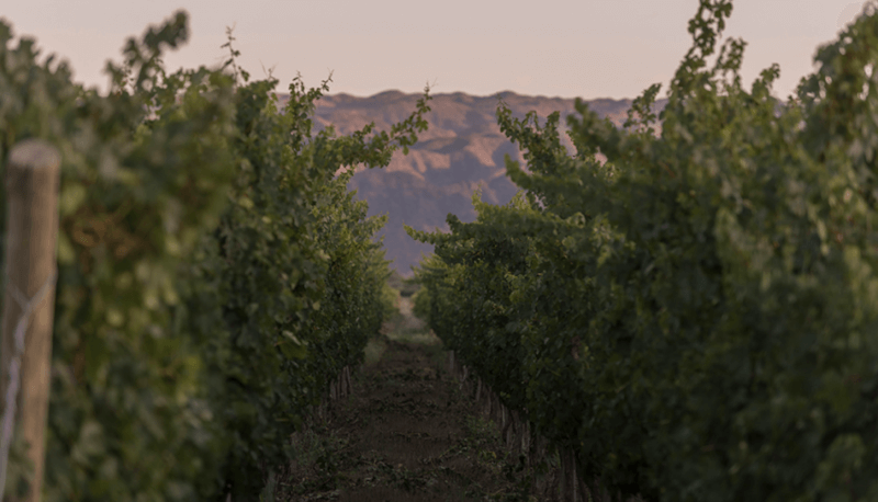 Vo vinohradoch Bodegas Callia Vo viniciach Bodegas Callia