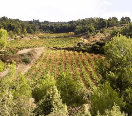 Bodegas Maximo Vineyard Bodegas Maximo Vineyard