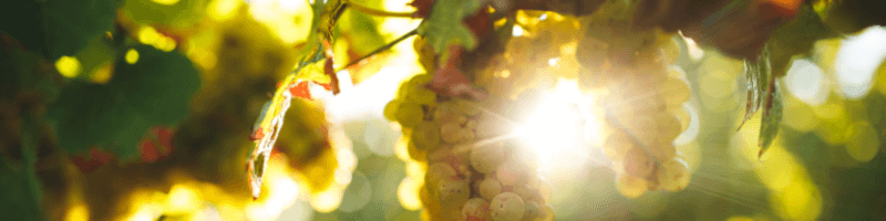 svetlé hrozno "Svetlé