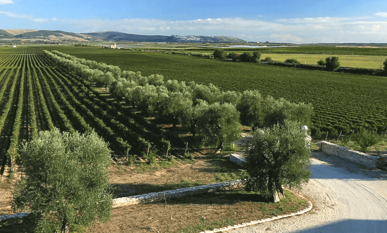 Tormaresca Tenuta Bocca di Lupo Vineyards Tormaresca Tenuta Bocca di Lupo Vineyards