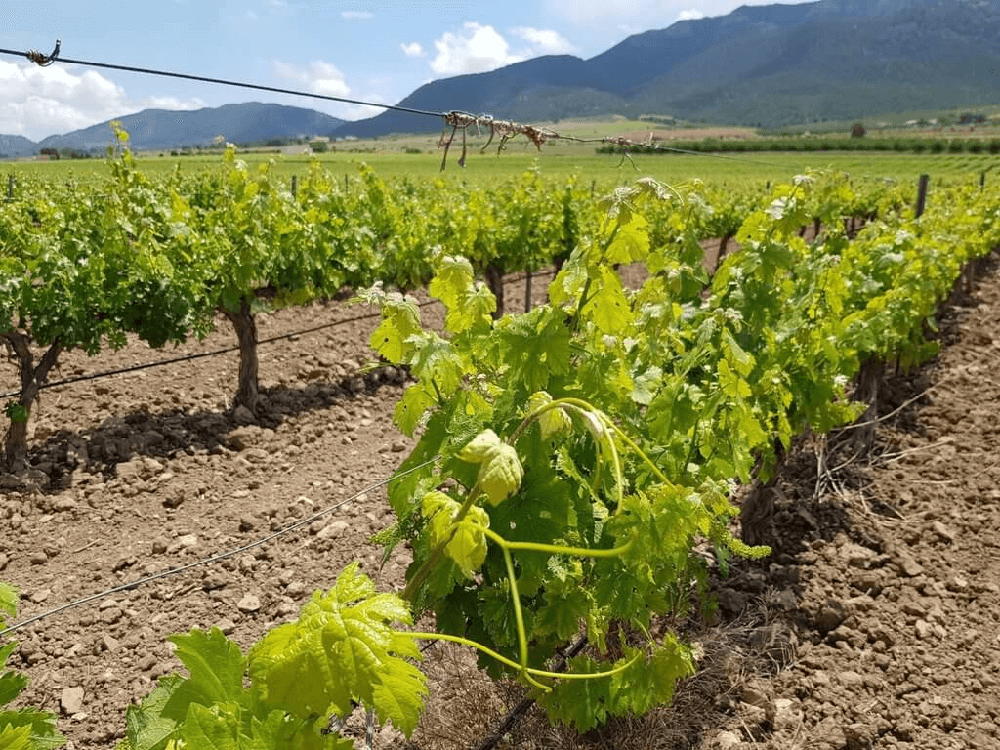 Vinič v údolí Vinič v údolí