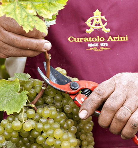 Zber hrozna v Curatolo Arini